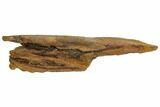 Fossil Hadrosaur (Brachylophosaur) Jaw Section - Montana #148799-5
